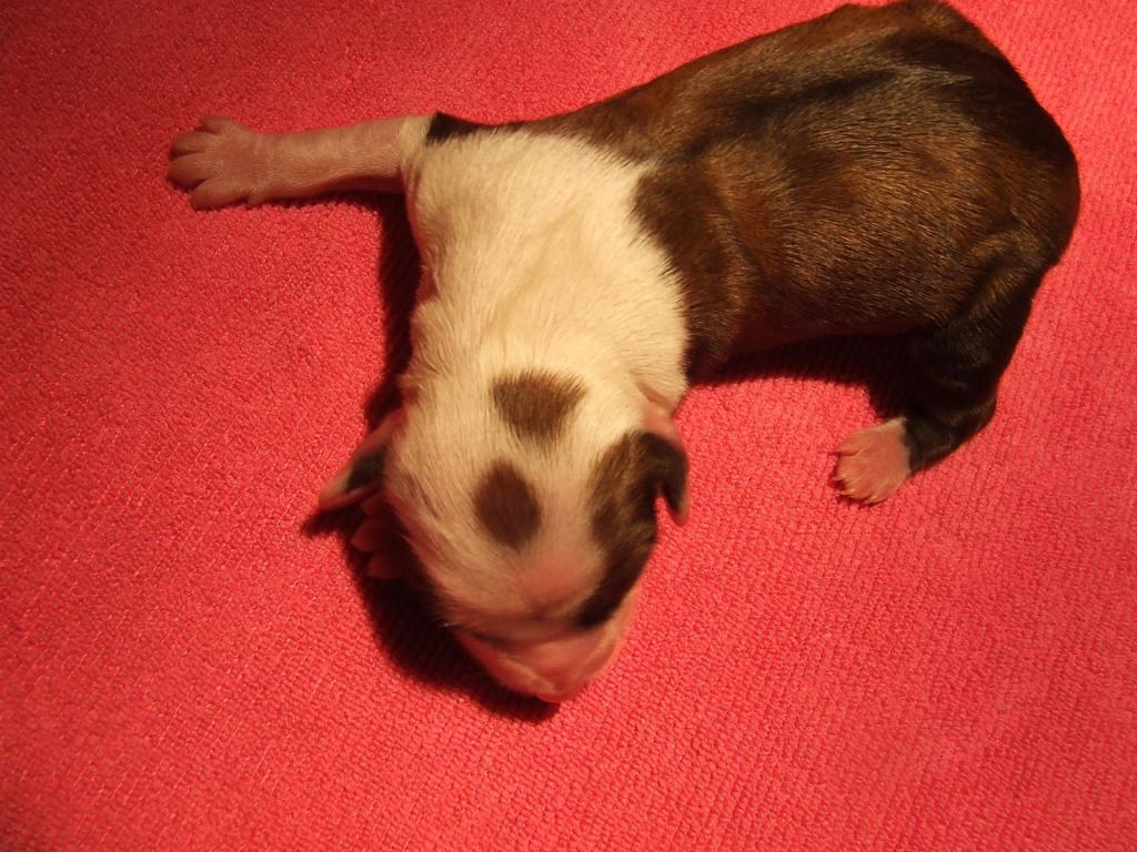 Tinghsa Bells Hariti Romie1