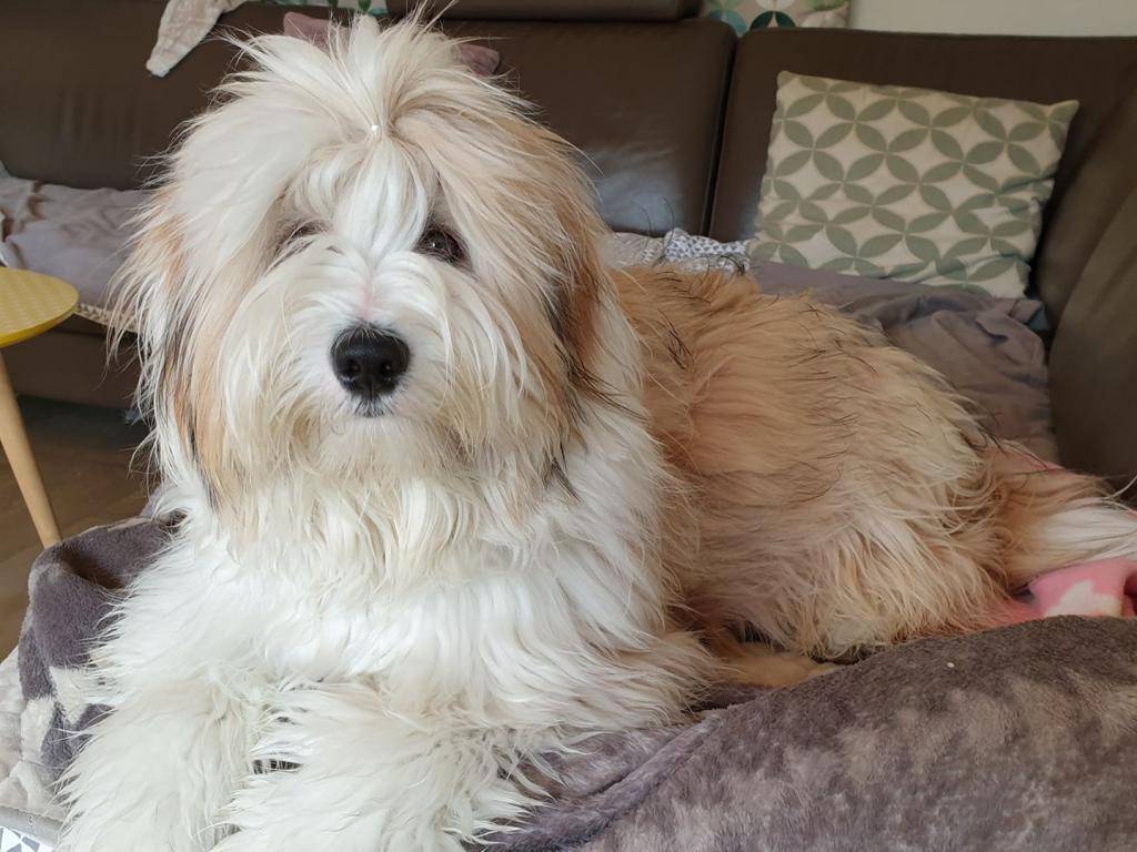 Tinghsa Bells Hariti Romie2