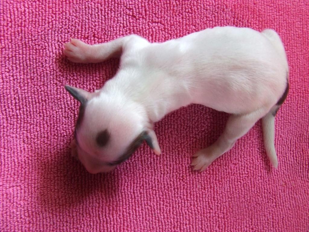 Tinghsa Bells Hello Dolly Mano1