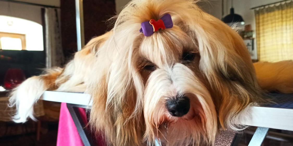 Tinghsa Bells Hima Laya2