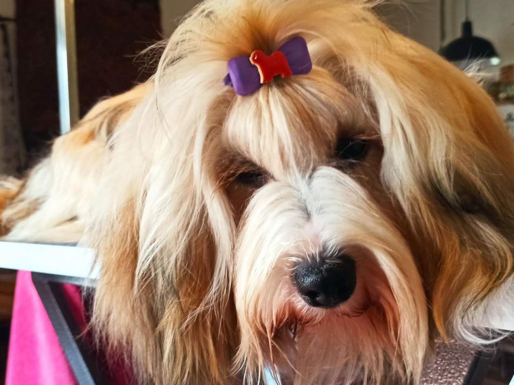 Tinghsa Bells Hima Laya21