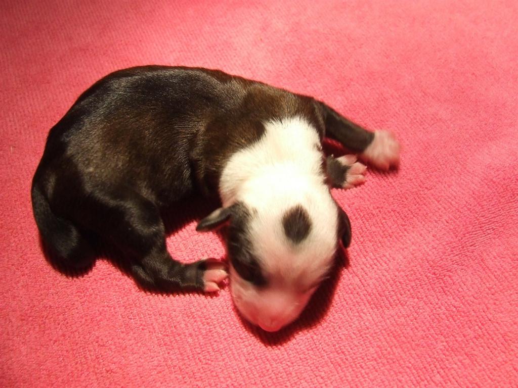 Tinghsa Bells Holy Moly Gi-Gi1