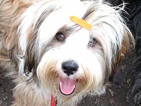 Tinghsa Bells Holy Moly Gi-Gi2