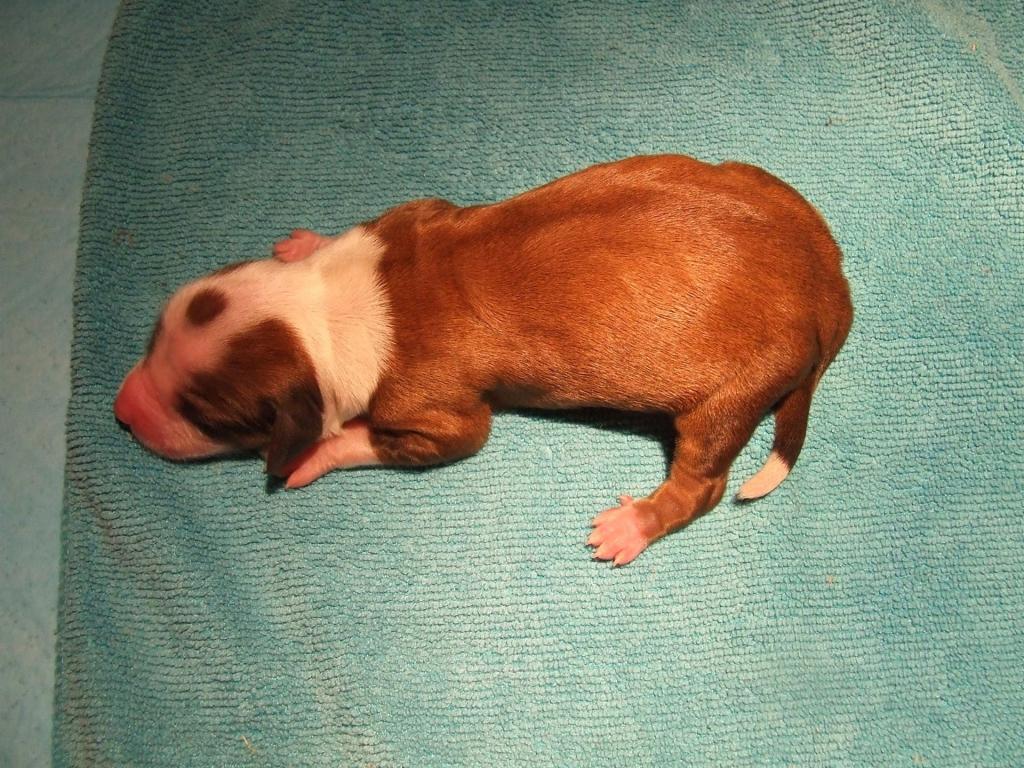 Tinghsa Bells Hot Halapenjo Gatsby1