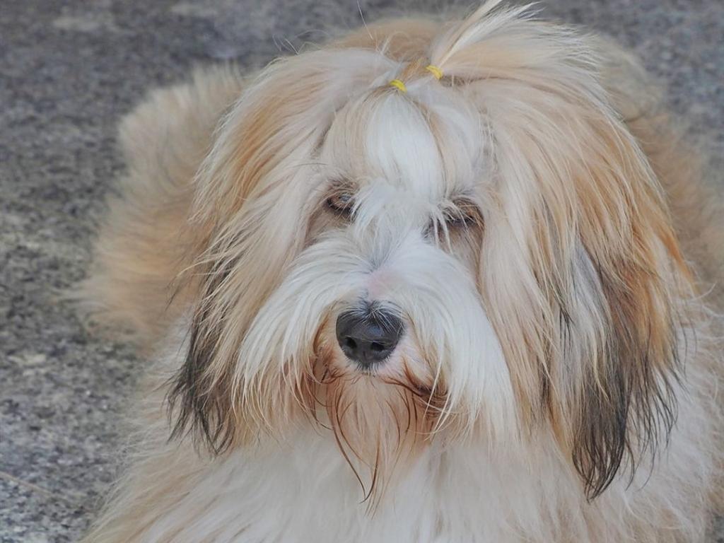 Tinghsa Bells Hot Halapenjo Gatsby2