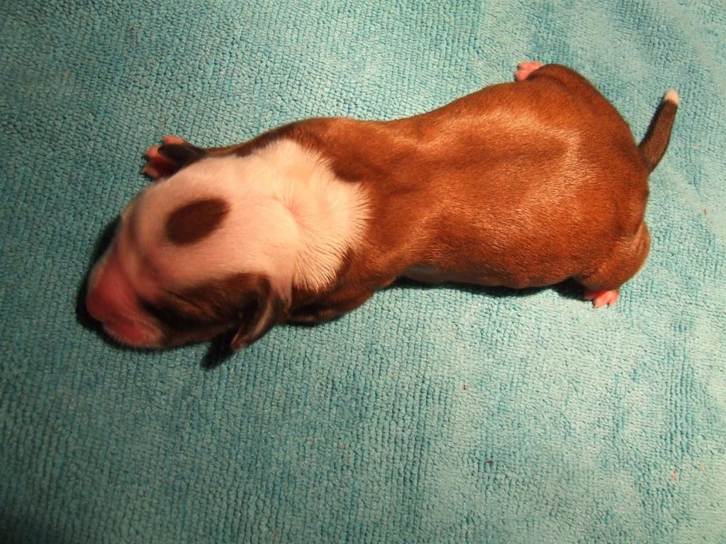 Tinghsa Bells Humphrey Bogárka Humusz1