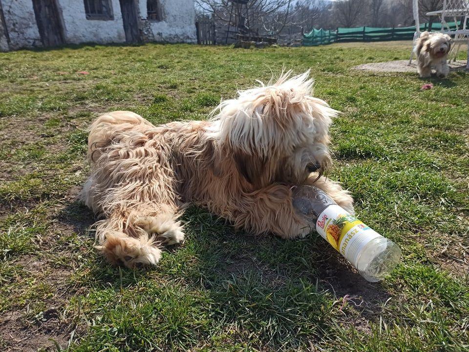 Tinghsa Bells Humphrey Bogárka Humusz2
