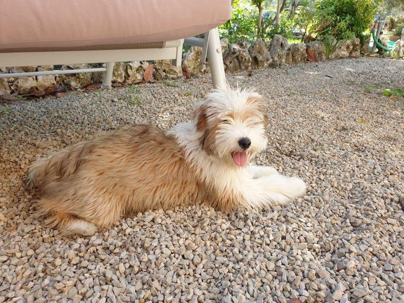 TB Hariti - Romie 02