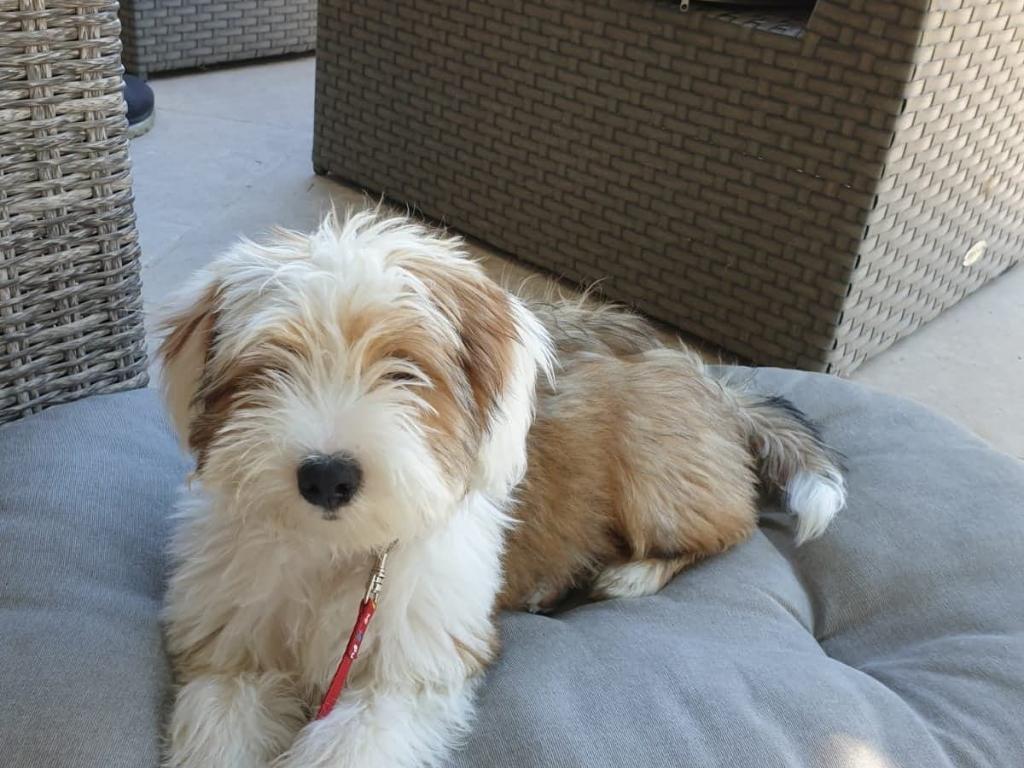 TB Hariti - Romie 04