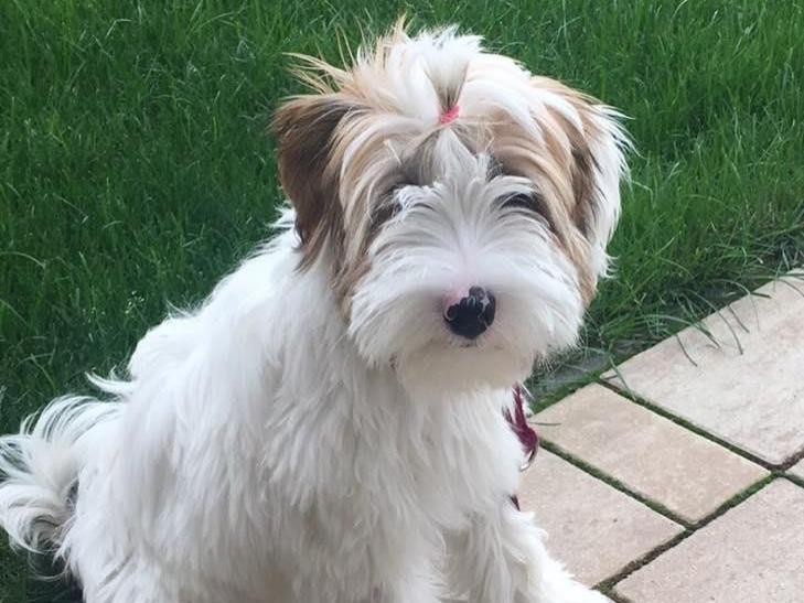 TB Hello Dolly - Mano 02