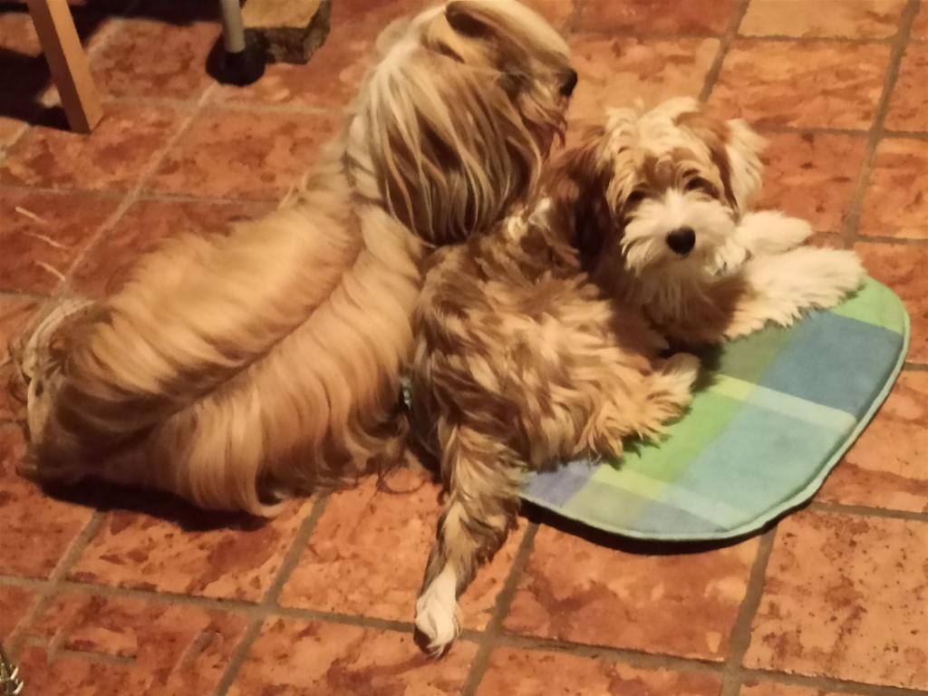 TB Tibetan Terrier 0177