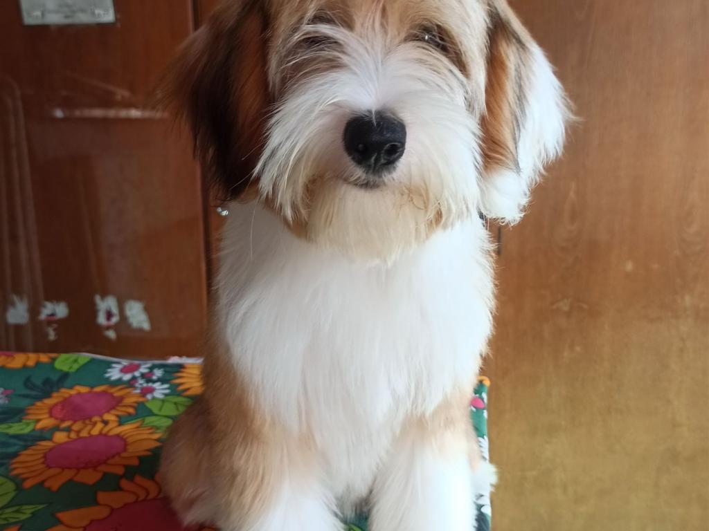 TB Tibetan Terrier 0178
