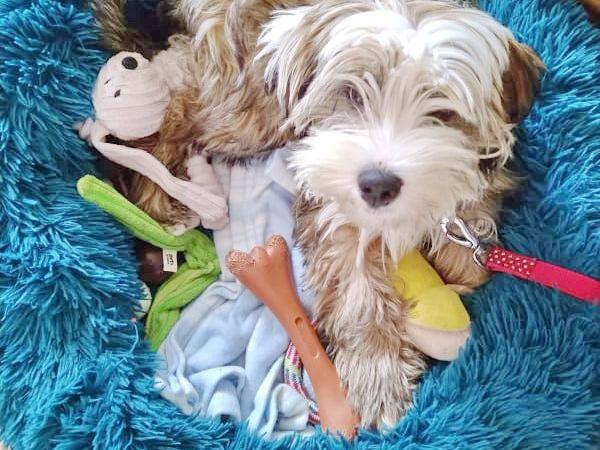 TB Holy Moly - Gi-Gi 06