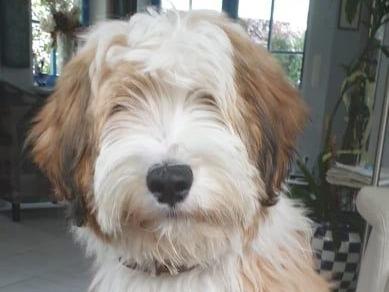 TB Hot Halapenjo - Gatsby 01