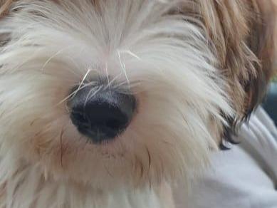 TB Hot Halapenjo - Gatsby 06