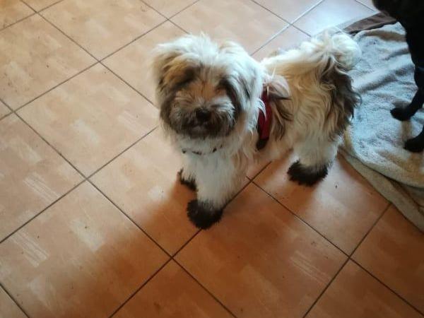 Tinghsa Bells Tibetan Terrier Sissy 2