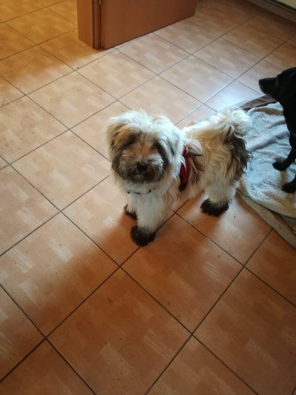 Tinghsa Bells Tibetan Terrier Sissy 2