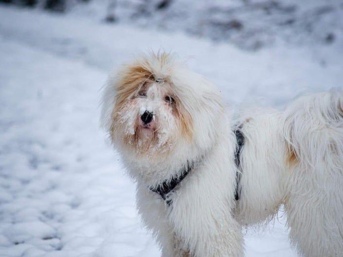 Tinghsa Bells Tibetan Terrier Monty 1