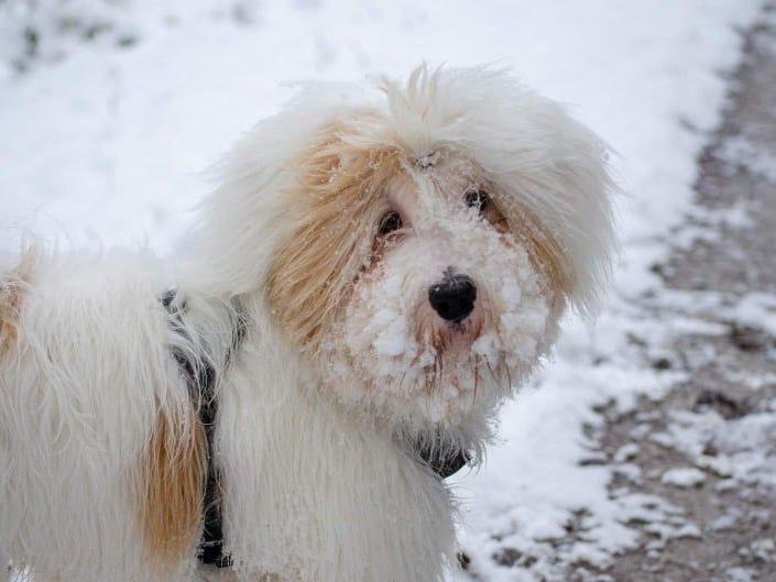 Tinghsa Bells Tibetan Terrier Monty 2