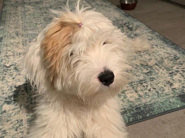 Tinghsa Bells Tibetan Terrier Monty 3