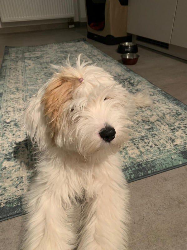 Tinghsa Bells Tibetan Terrier Monty 3