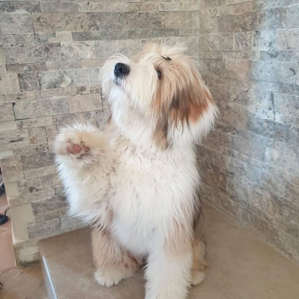 Tinghsa Bells Tibetan Terrier Romie 1