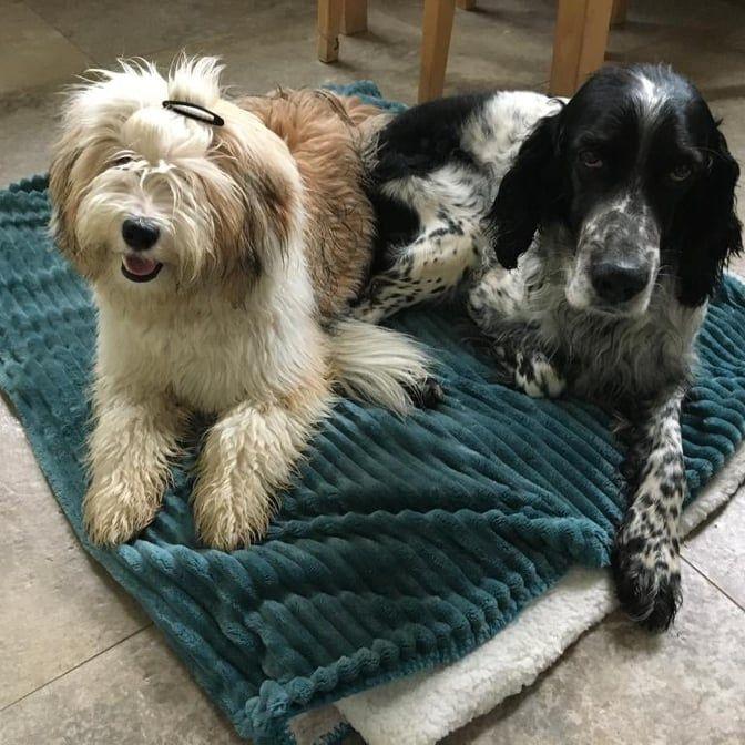 Tinghsa Bells Tibetan Terrier Romie 2