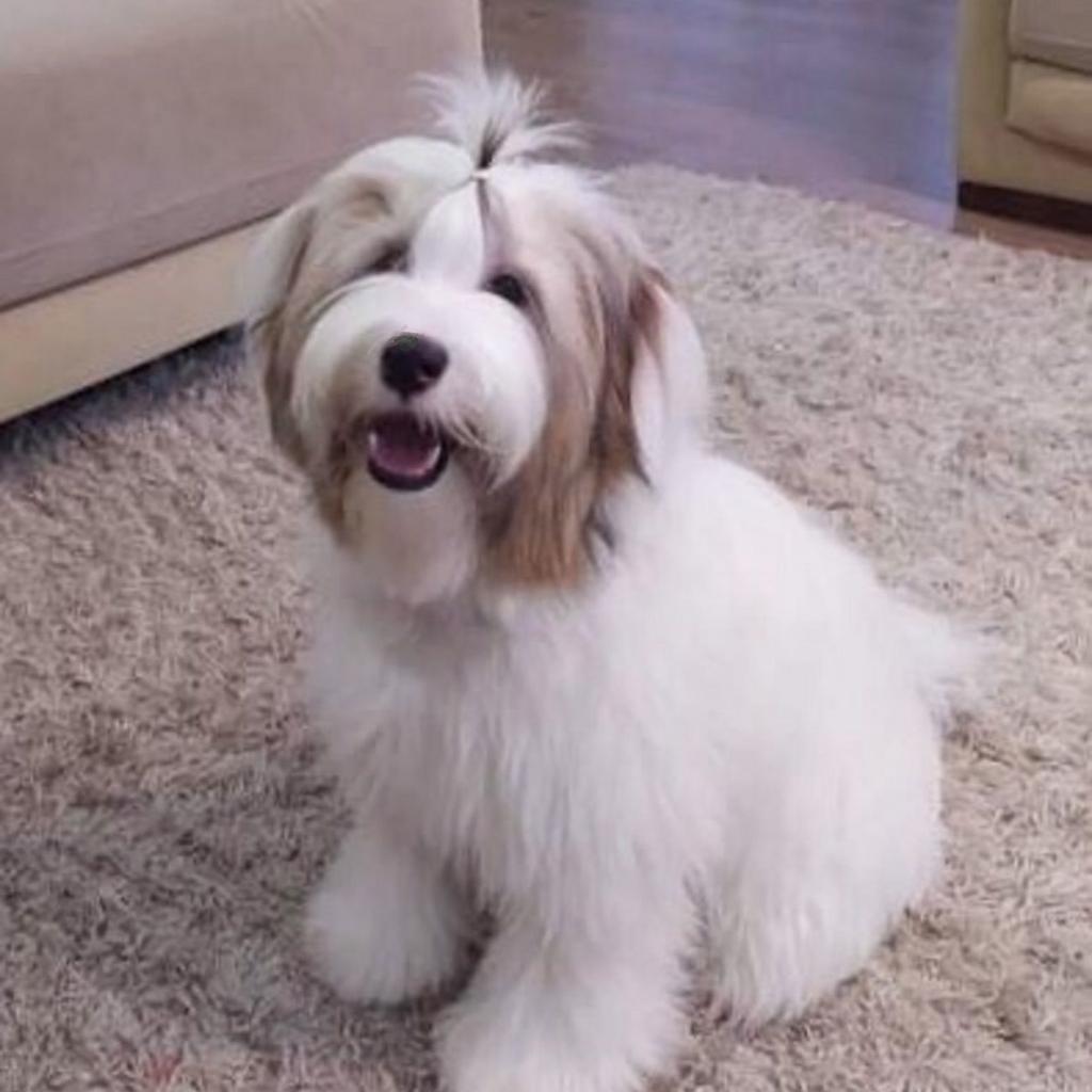 Tinghsa Bells Tibetan Terrier Mano 1