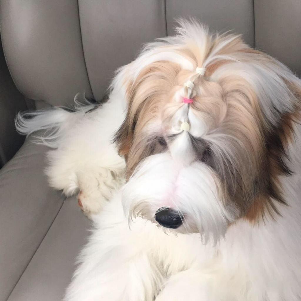 Tinghsa Bells Tibetan Terrier Mano 2