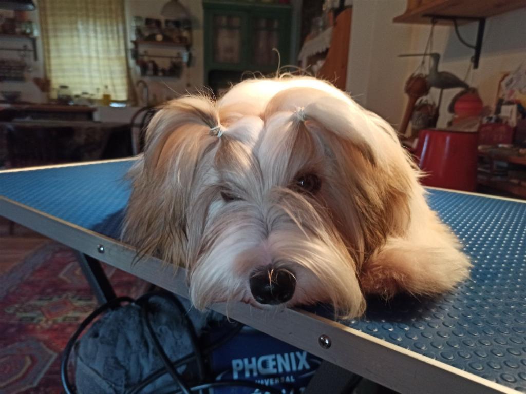 Tinghsa Bells Tibetan Terrier Laya 1