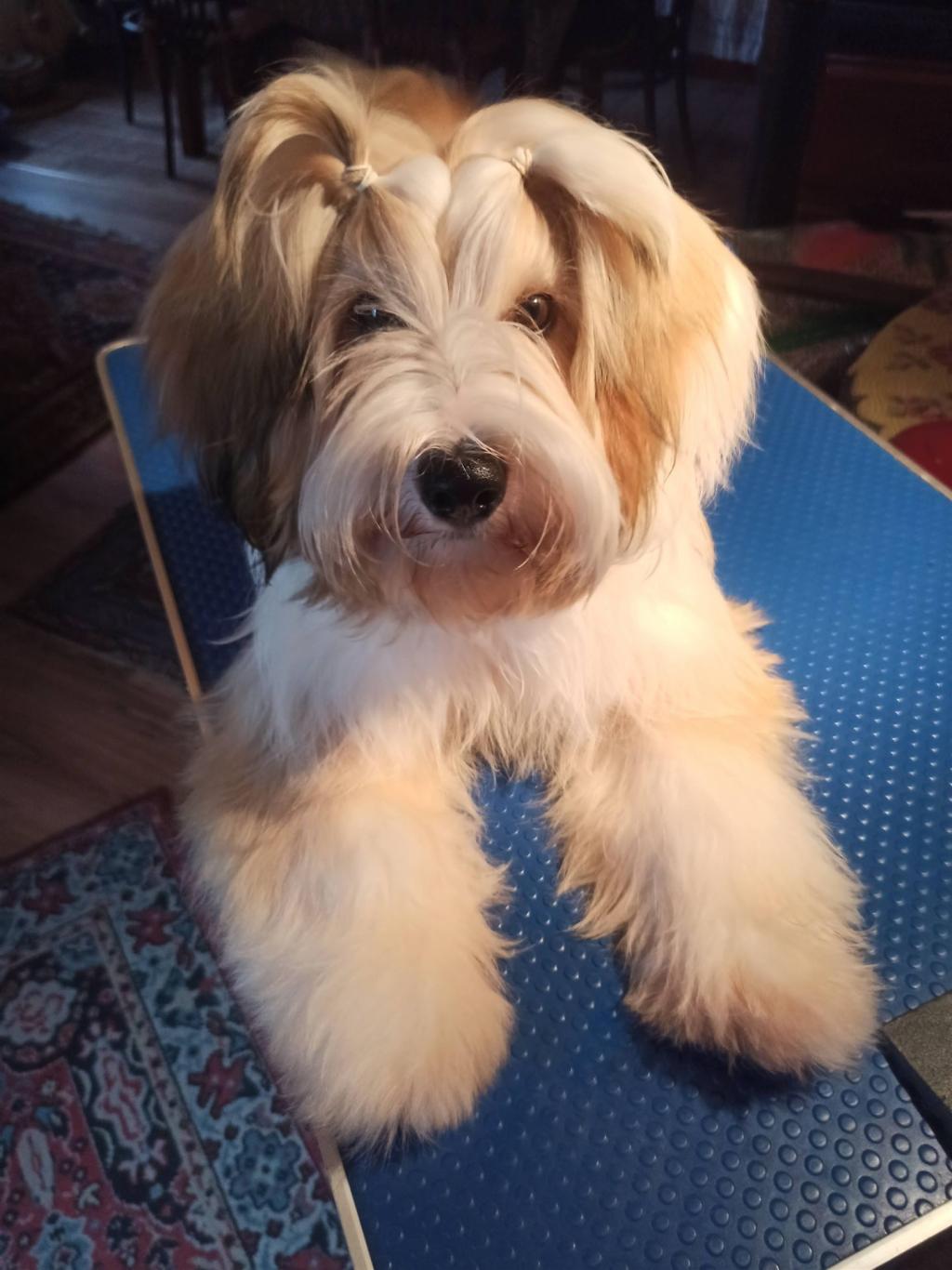 Tinghsa Bells Tibetan Terrier Laya 2
