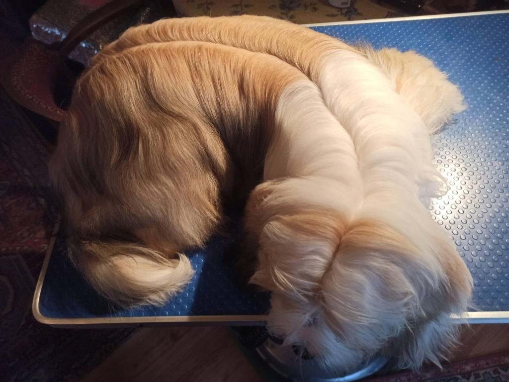 Tinghsa Bells Tibetan Terrier Laya 3