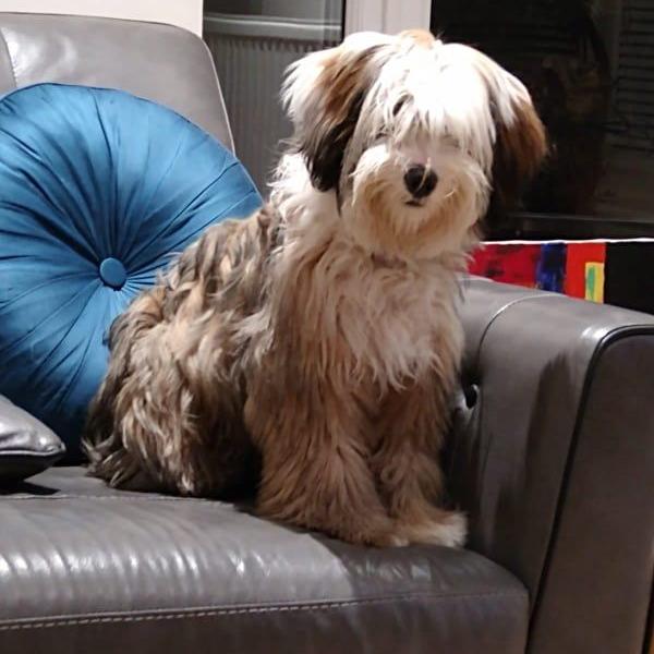 Tinghsa Bells Tibetan Terrier Gi-Gi 1