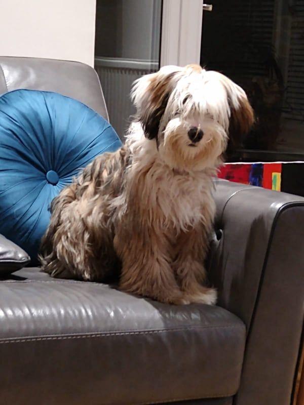 Tinghsa Bells Tibetan Terrier Gi-Gi 1