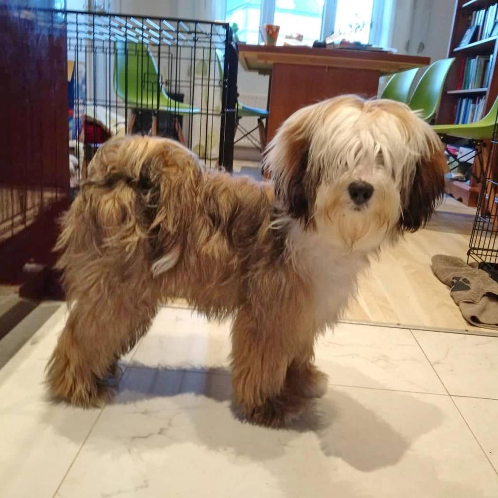 Tinghsa Bells Tibetan Terrier Gi-Gi 2