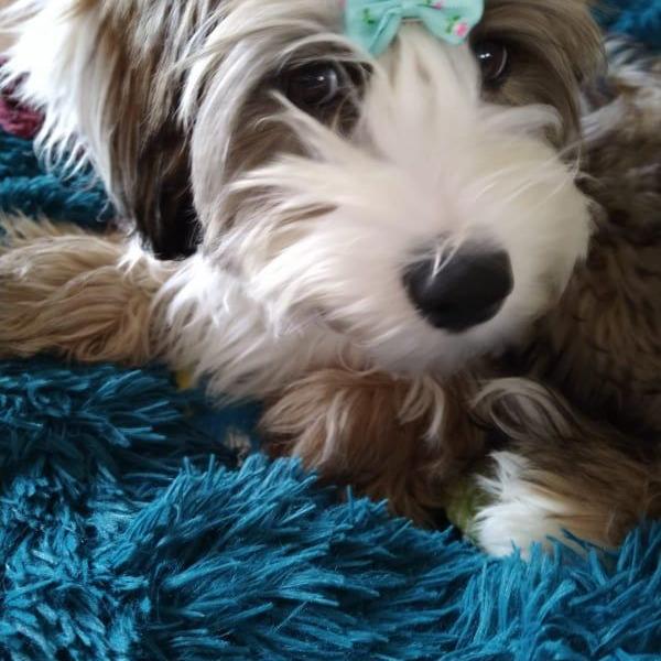 Tinghsa Bells Tibetan Terrier Gi-Gi 3