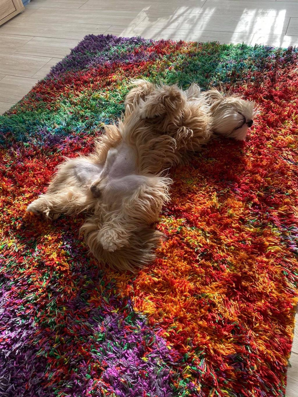 Tinghsa Bells Tibetan Terrier Humusz 1