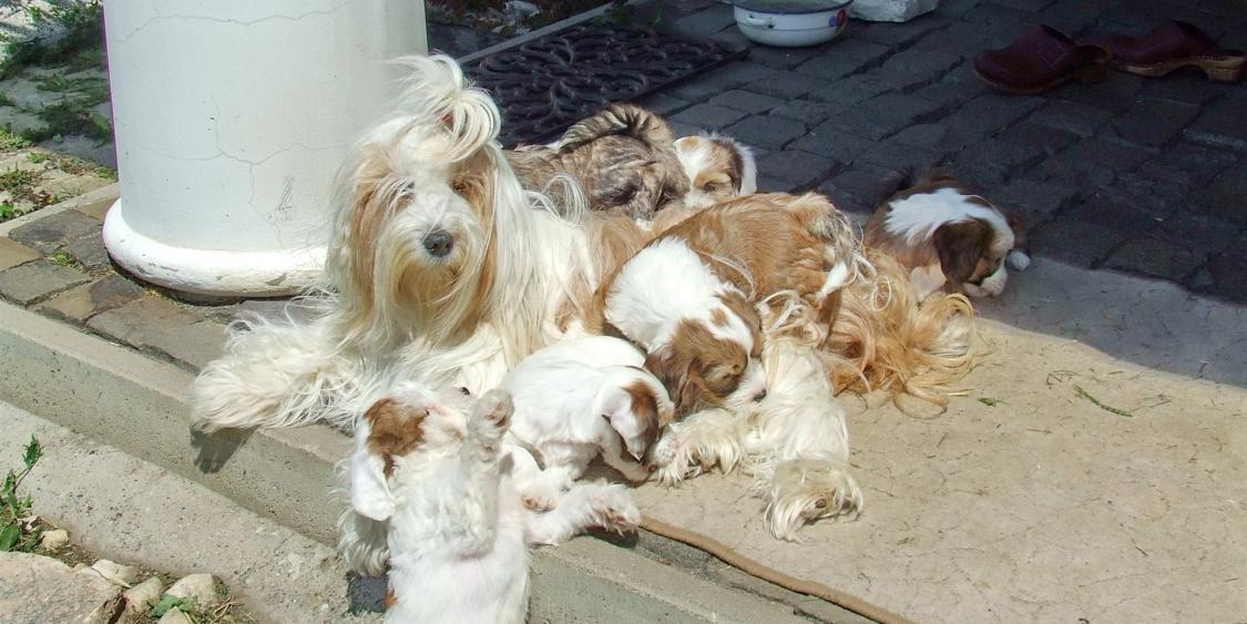 Tinghsa Bells Tibetan Terrier 0198