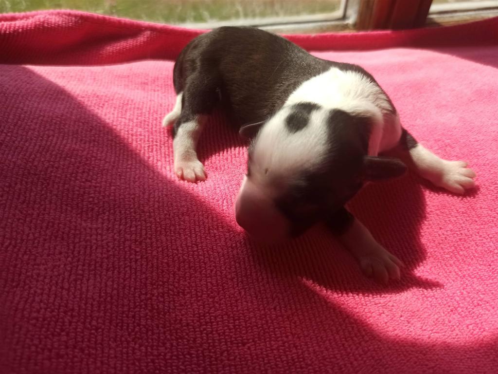 Tinghsa Bells I Litter Female 1