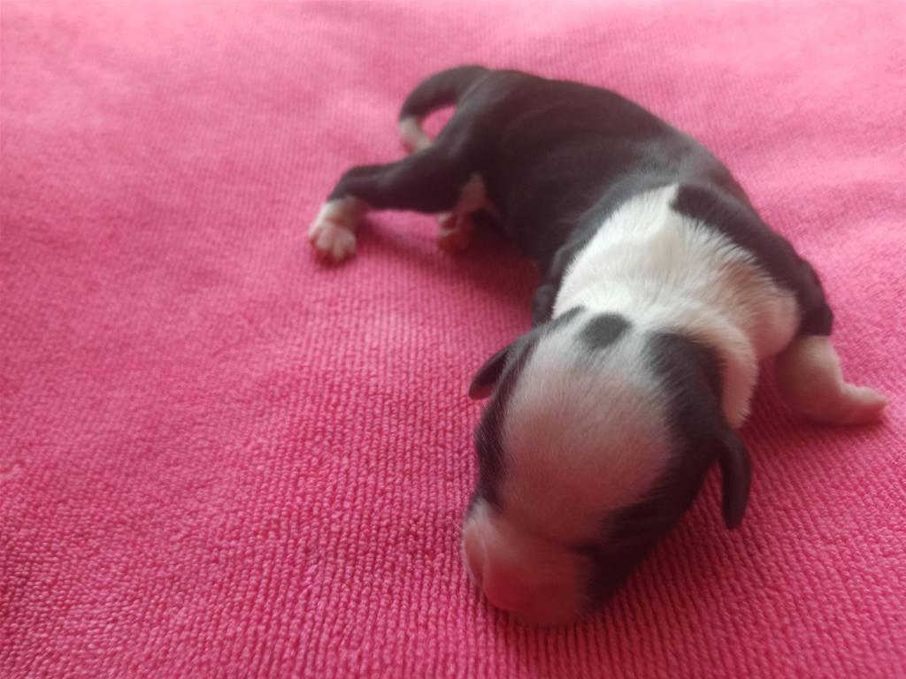 Tinghsa Bells Ideal Man de la Vallee Celeste