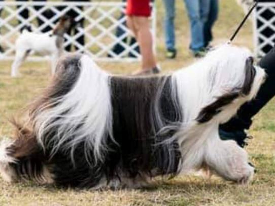 Drakzings Designer alaias Vitis 2