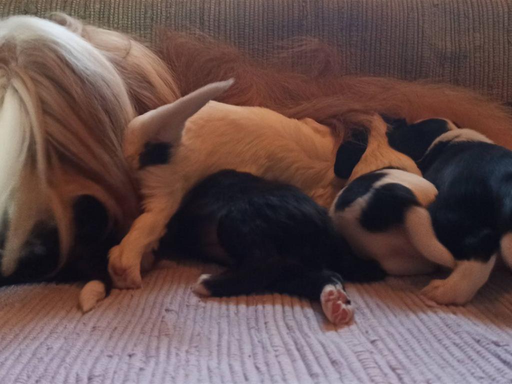 Tinghsa Bells J Litter 001