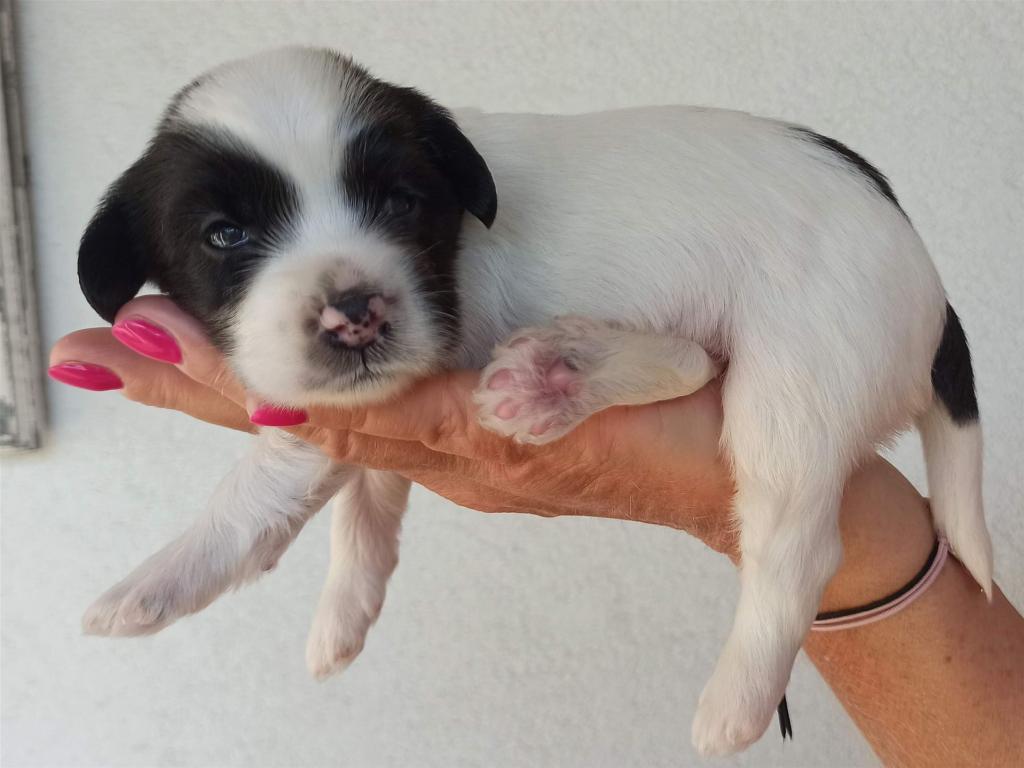 Tinghsa Bells J Litter 004