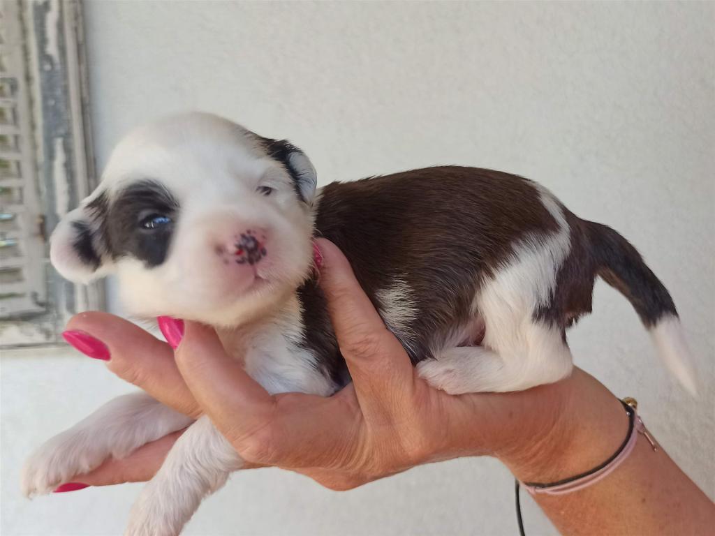 Tinghsa Bells J Litter 005