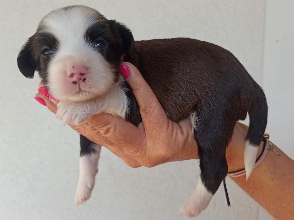 Tinghsa Bells J Litter 006