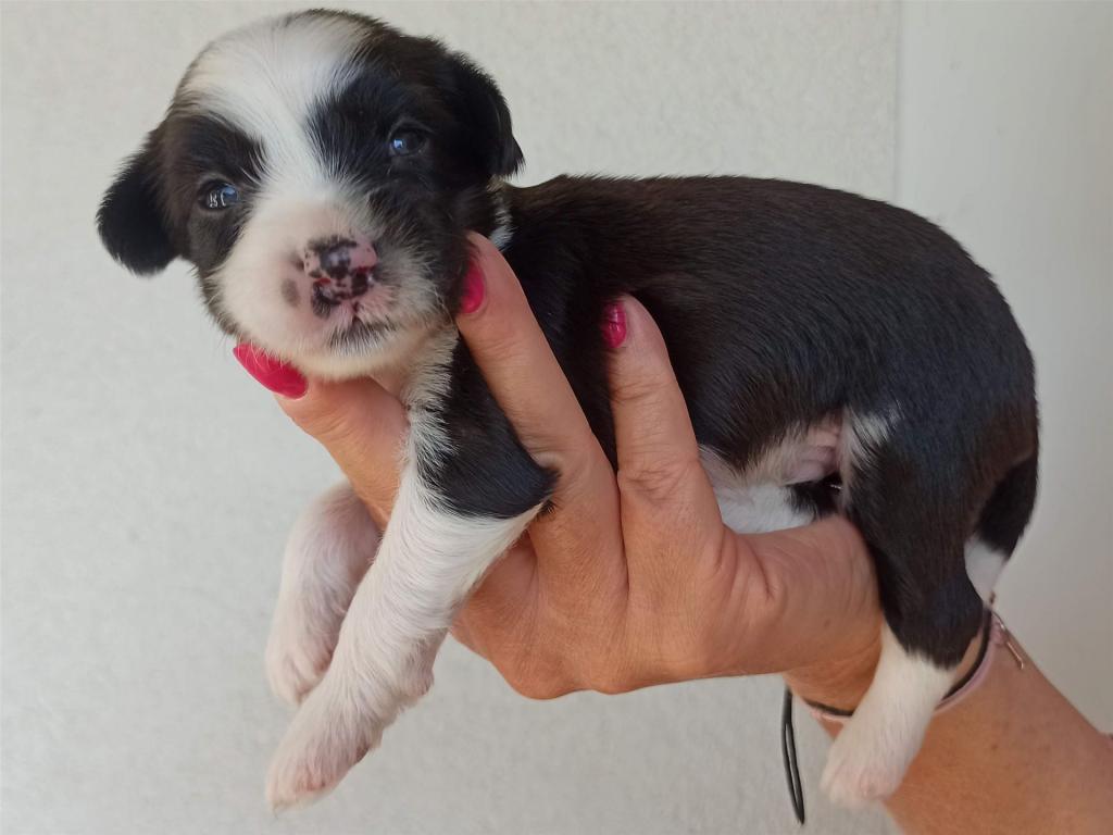 Tinghsa Bells J Litter 007