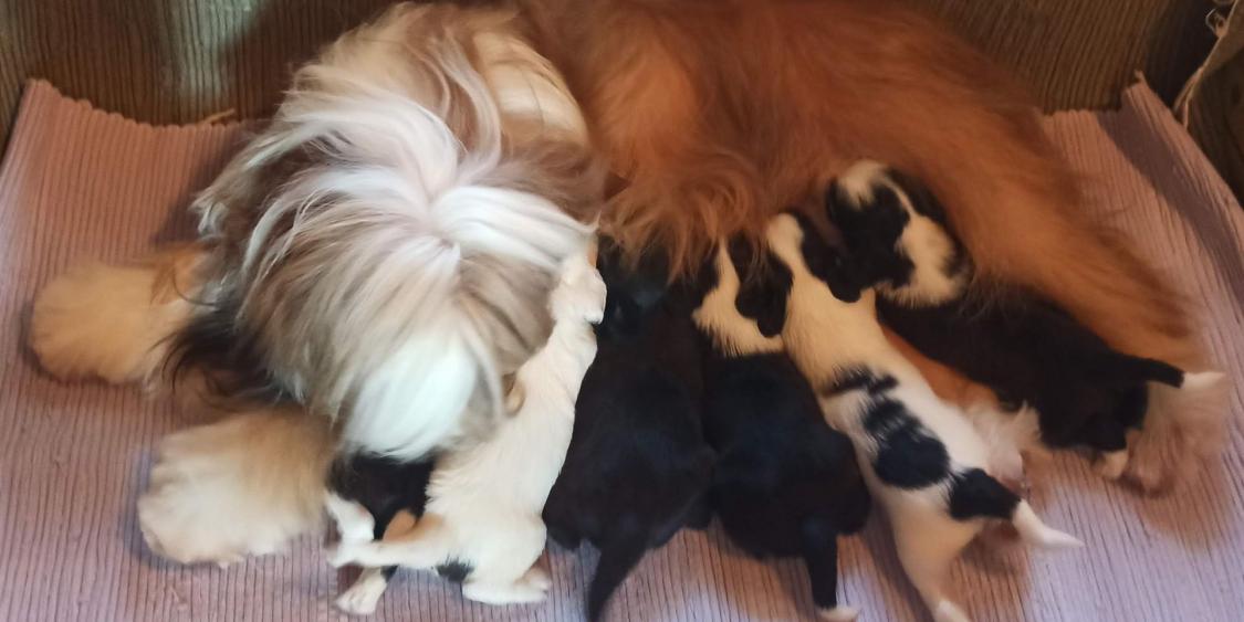 Tinghsa Bells J Litter 008