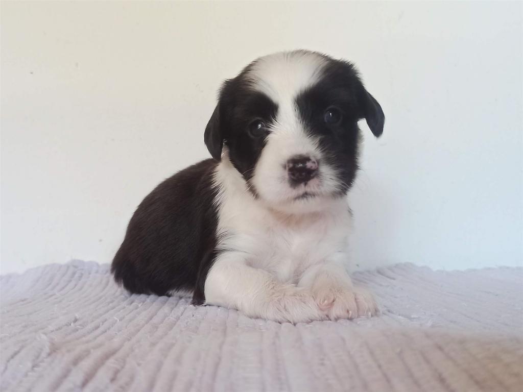 Tinghsa Bells J Litter 010