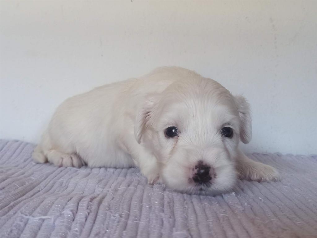 Tinghsa Bells J Litter 011