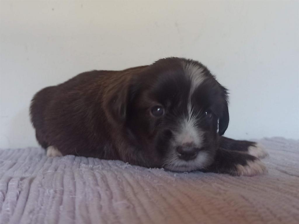 Tinghsa Bells J Litter 012